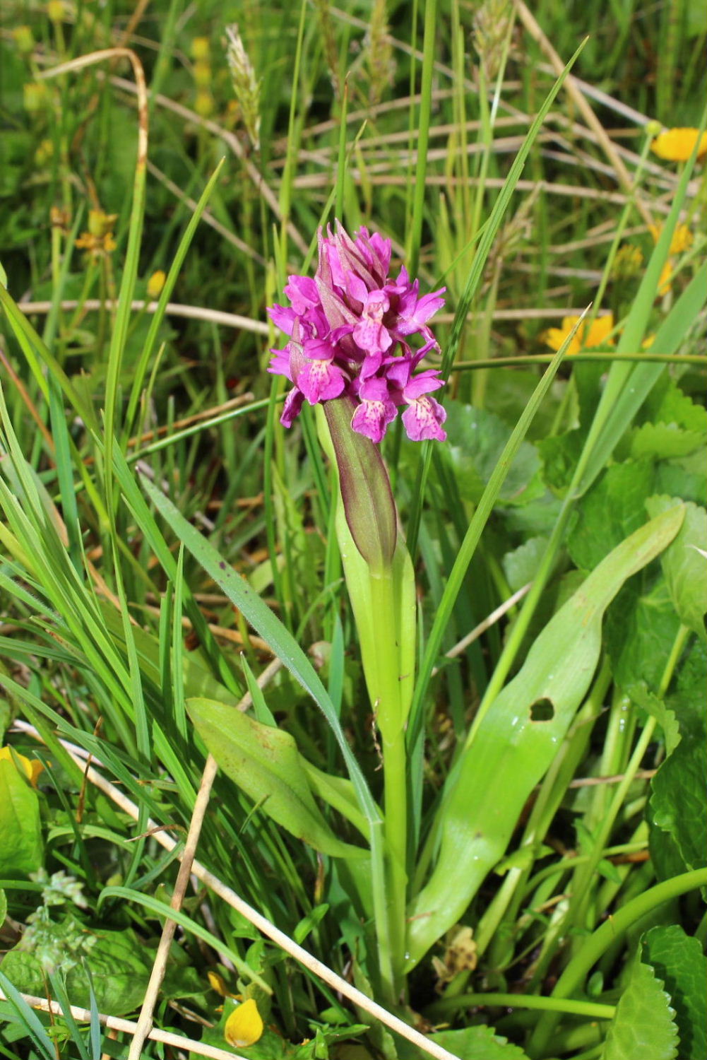 Ibrido Dactylorhiza incarnata x D. sambucina